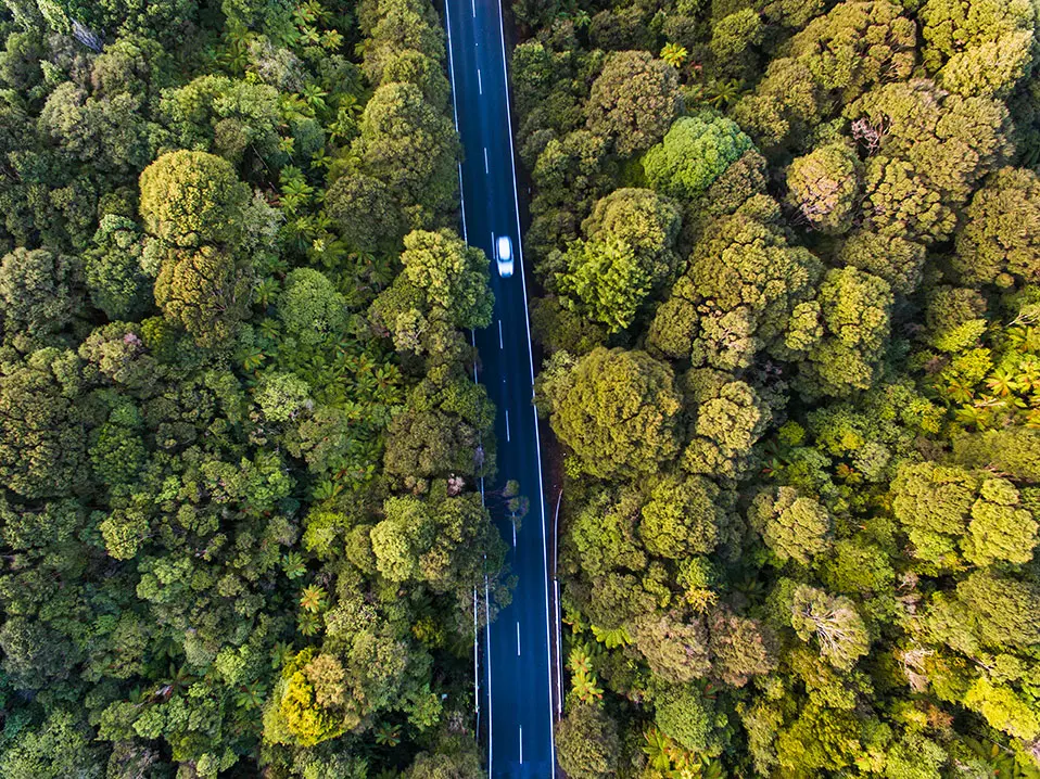 environment_02_birds-eye_view of forest with road running through it