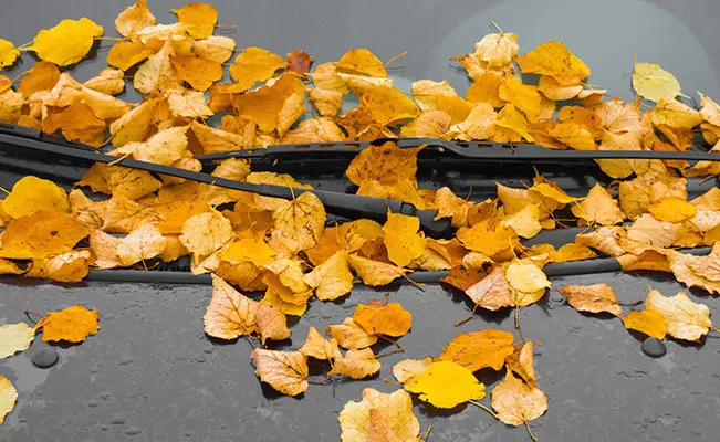 Spring Clean Your Car Like a Pro: #1 Remove Leaves | CarMax